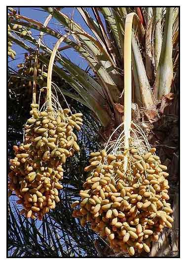 philippine date palm|Date palm, Phoenix dactylifera Linn., DATE, Hai zao: .